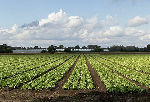 How Integrated Pest Management adds value to your outdoor crops