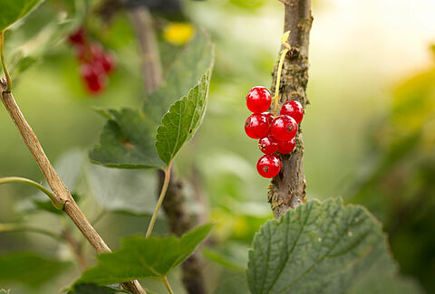 Red currant