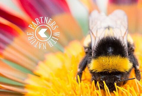 Pollination webinars - Increase your knowledge on securing the best pollination and always being one step ahead
