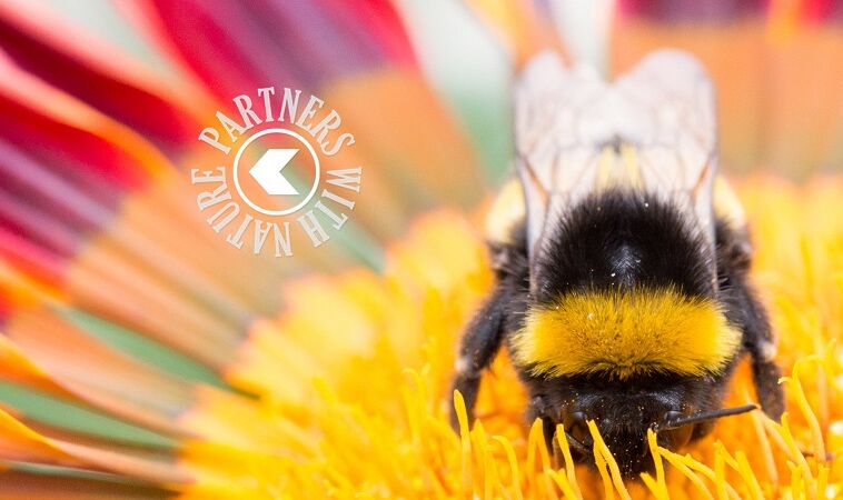 Pollination webinars - Increase your knowledge on securing the best pollination and always being one step ahead