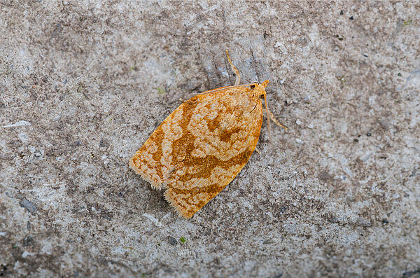 Summer fruit tortrix - Biocontrol, Damage and Life Cycle