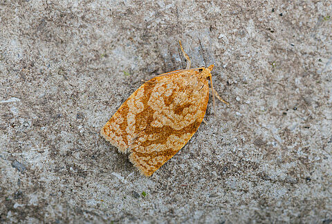 Summer fruit tortrix