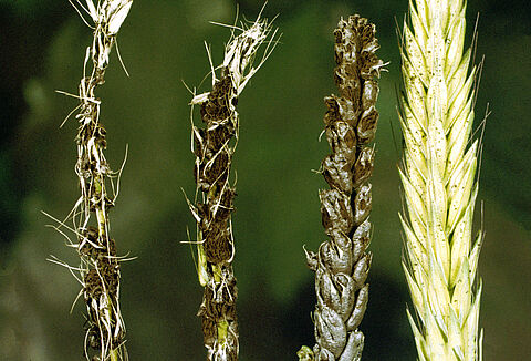 Loose Wheat Smut Ustilago nuda tritici