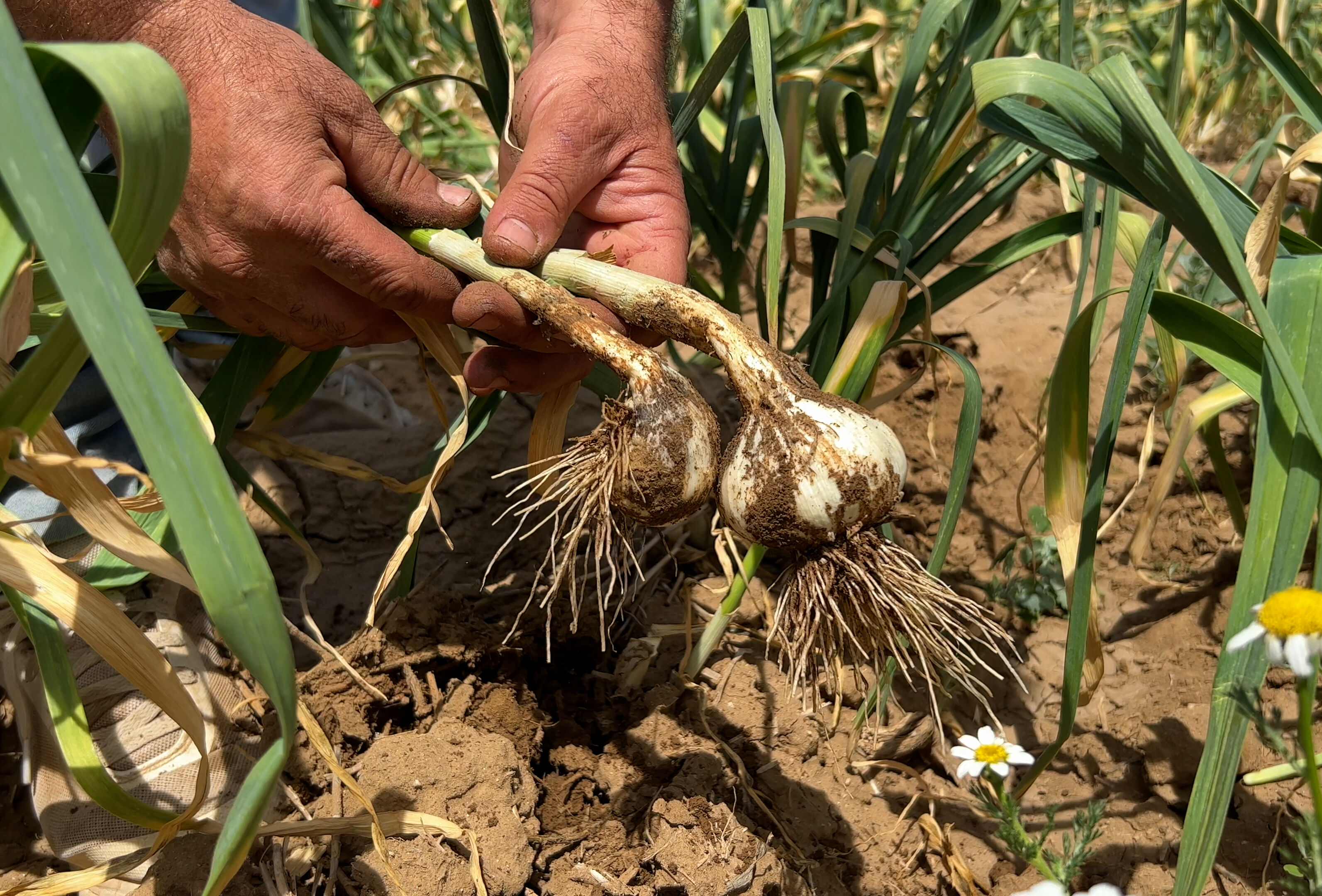 Beneficial nematodes and natural enemies effectively control pests and diseases in garlic, leek and onion