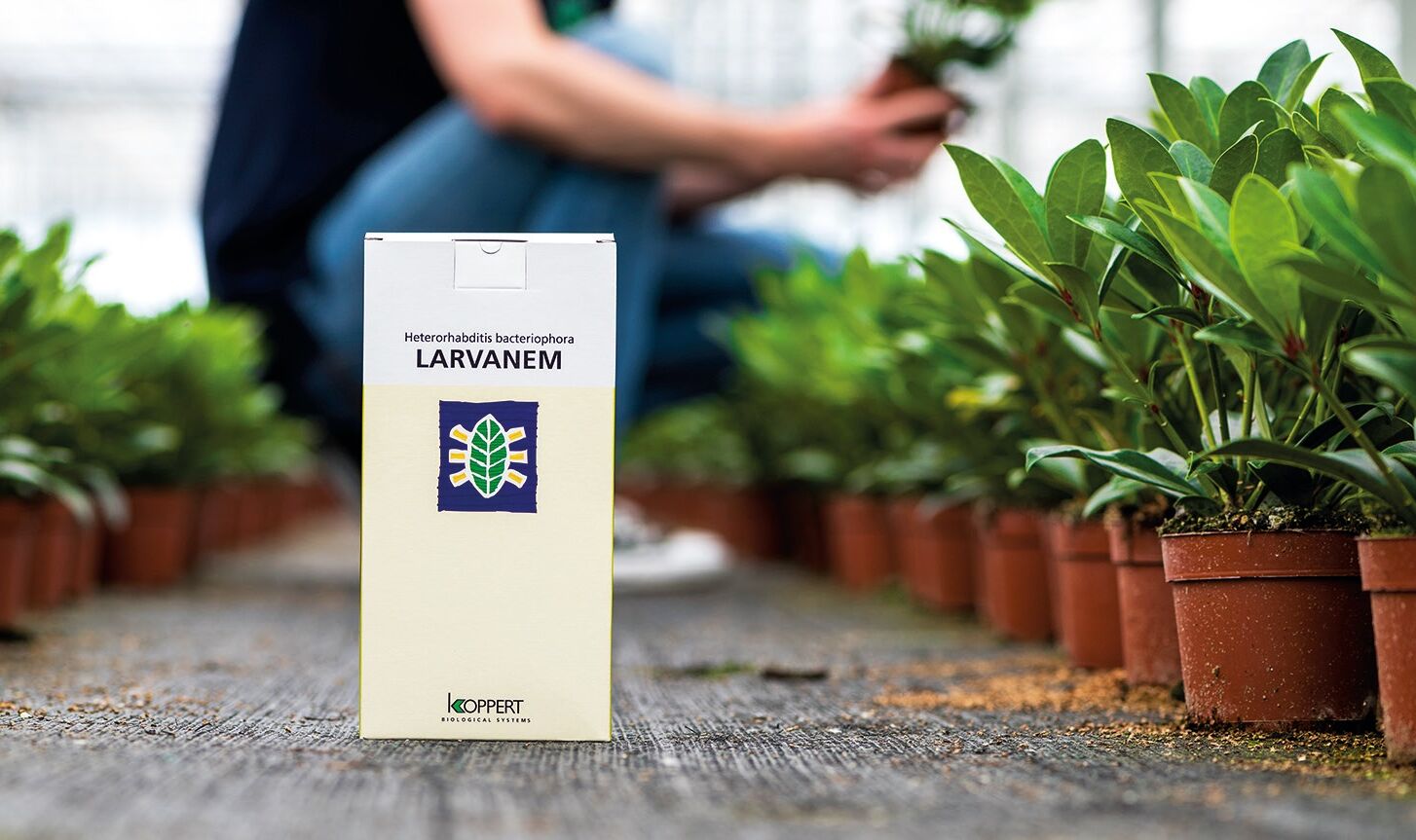 Larvanem - The number one product against vine weevil for 25 years