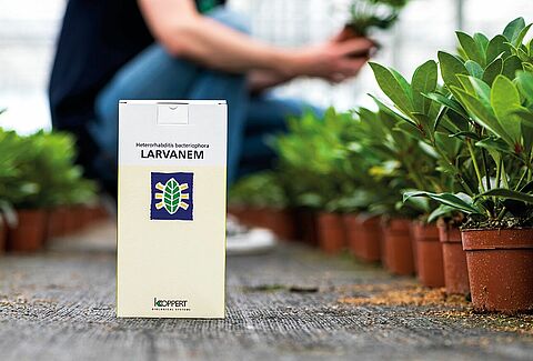 Larvanem - The number one product against vine weevil for 25 years