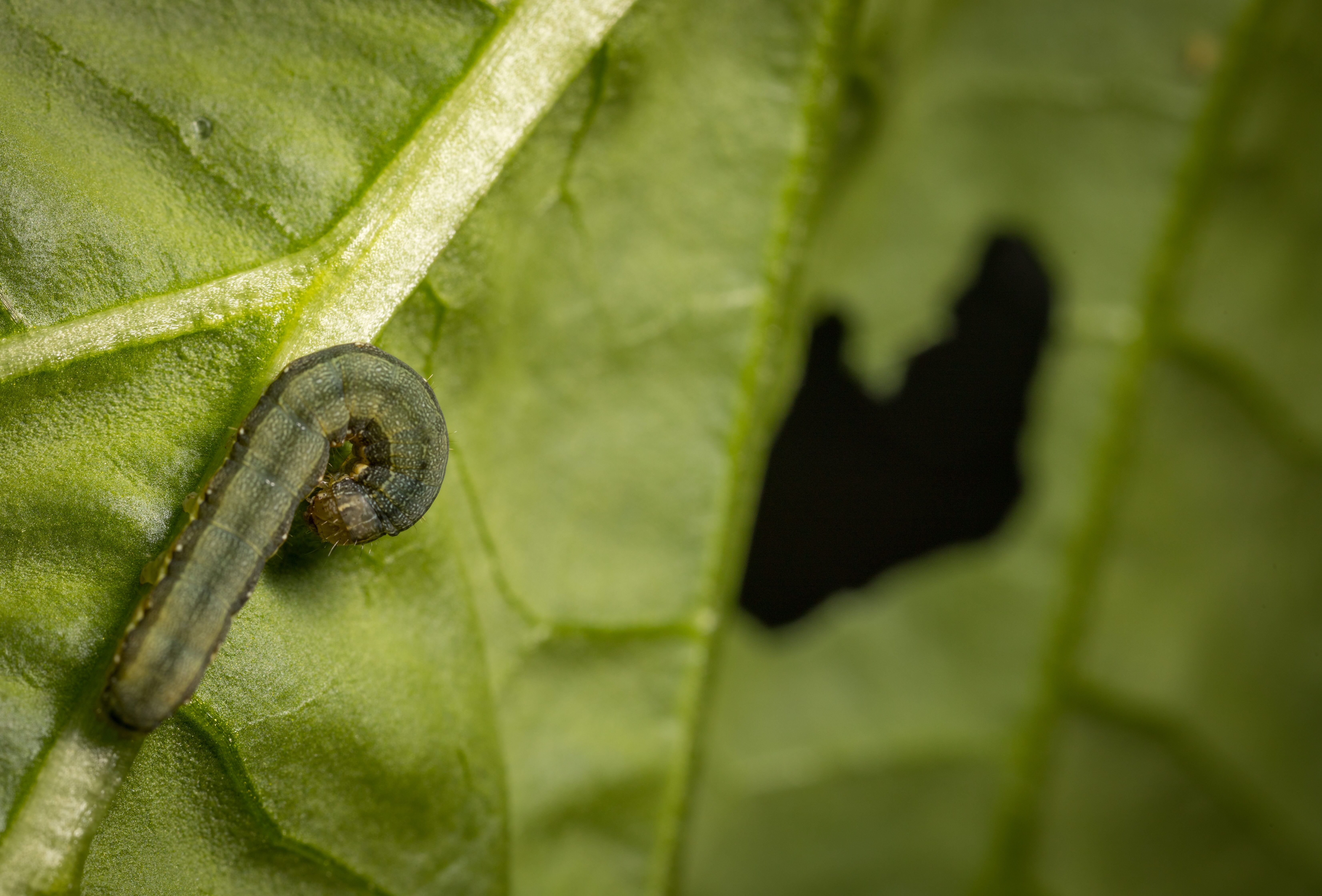 Ten need-to-know facts about caterpillars