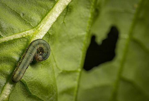 Ten need-to-know facts about caterpillars