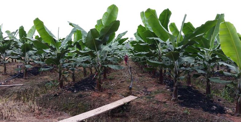 West Africa – business with a mission