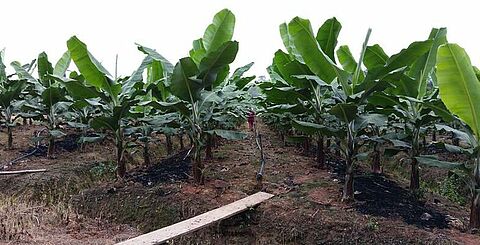 West Africa – business with a mission