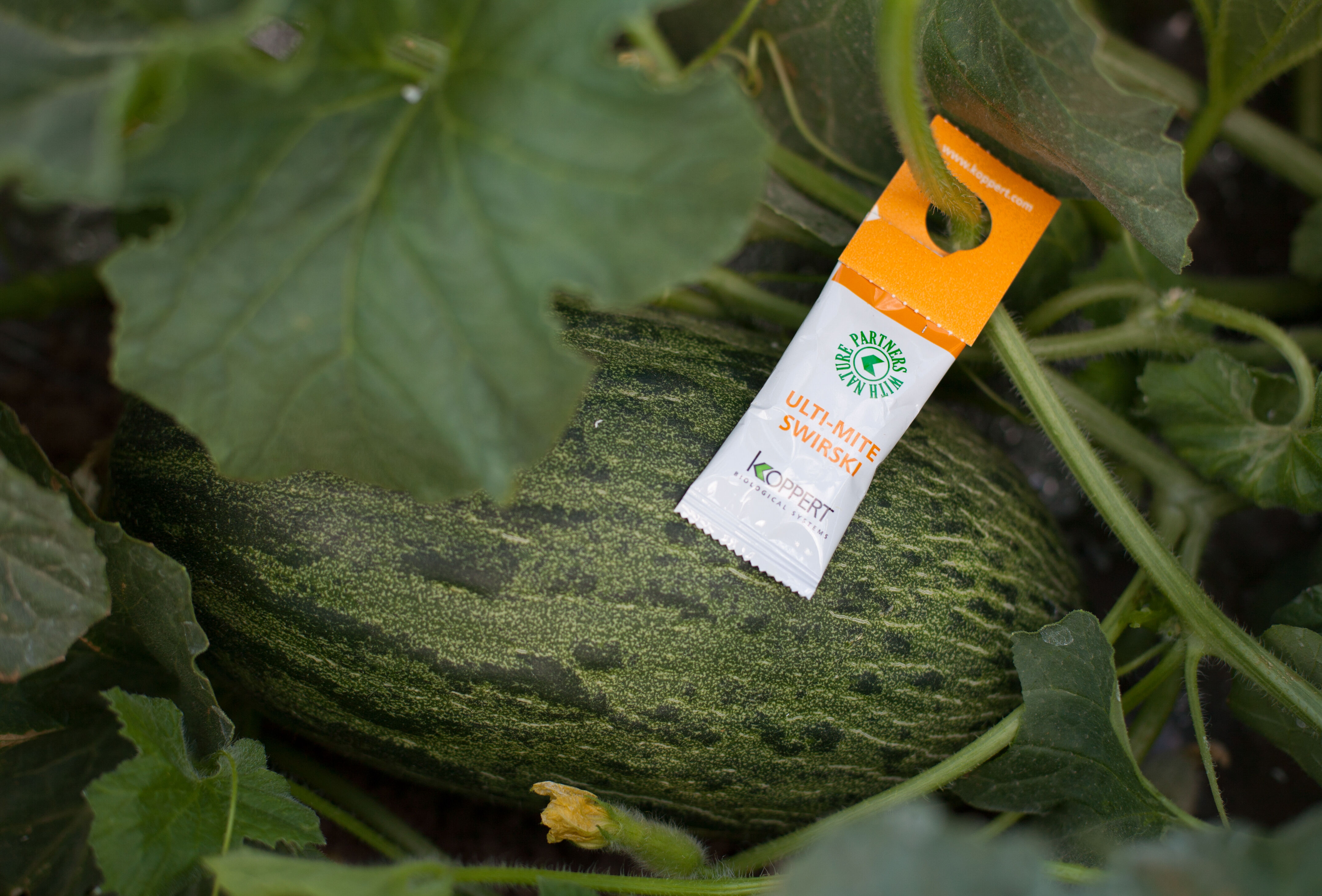 Ulti-Mite Swirski: nominated for FRUIT LOGISTICA Innovation Award 2018