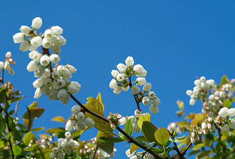 Support your blueberry flowers