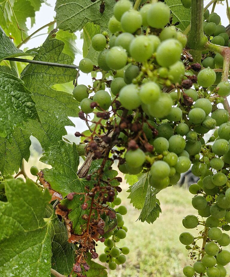 Grape bunch infection showing shriveled and dried flowers and young berries on the rachis.