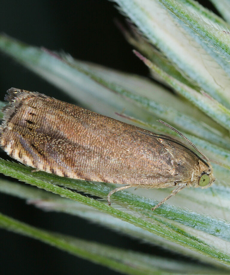 Pea moth Cydia nigricana on a plant