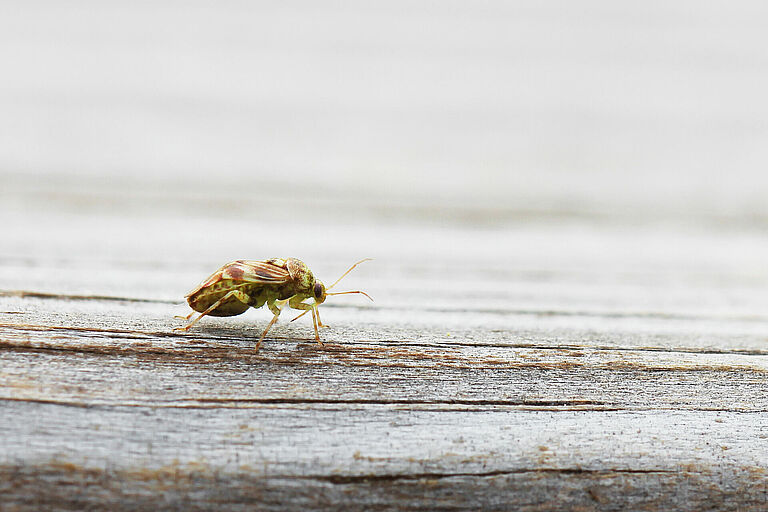 Tarnished plant bug Lygus lineolaris