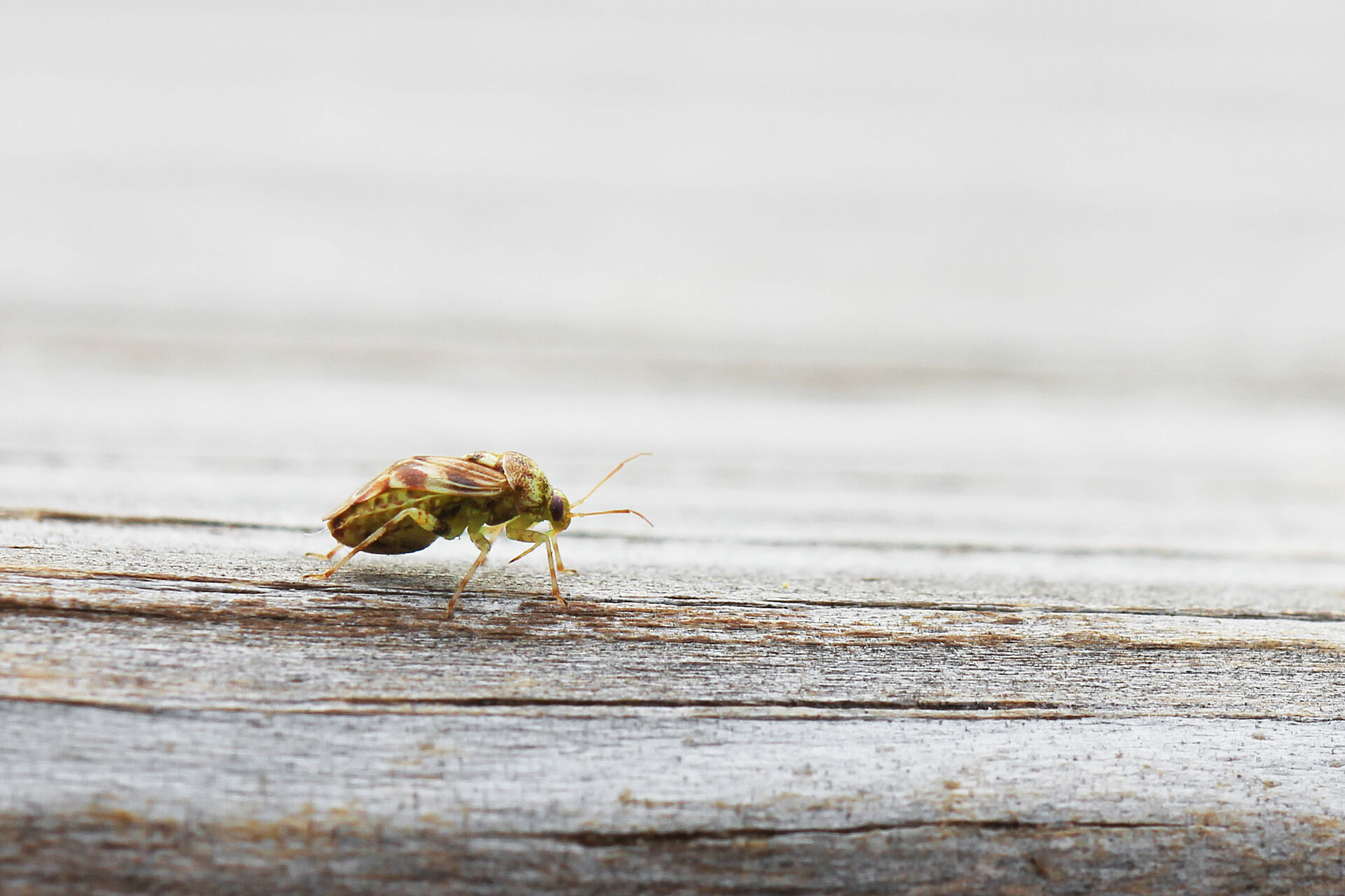 Tarnished plant bug - Biocontrol, Damage and Life Cycle