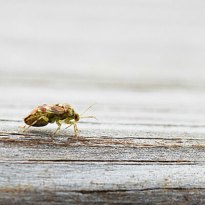 Tarnished plant bug Lygus lineolaris