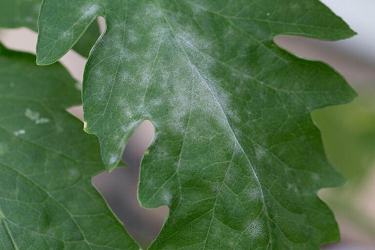 Damage on tomato caused by powdery mildew
