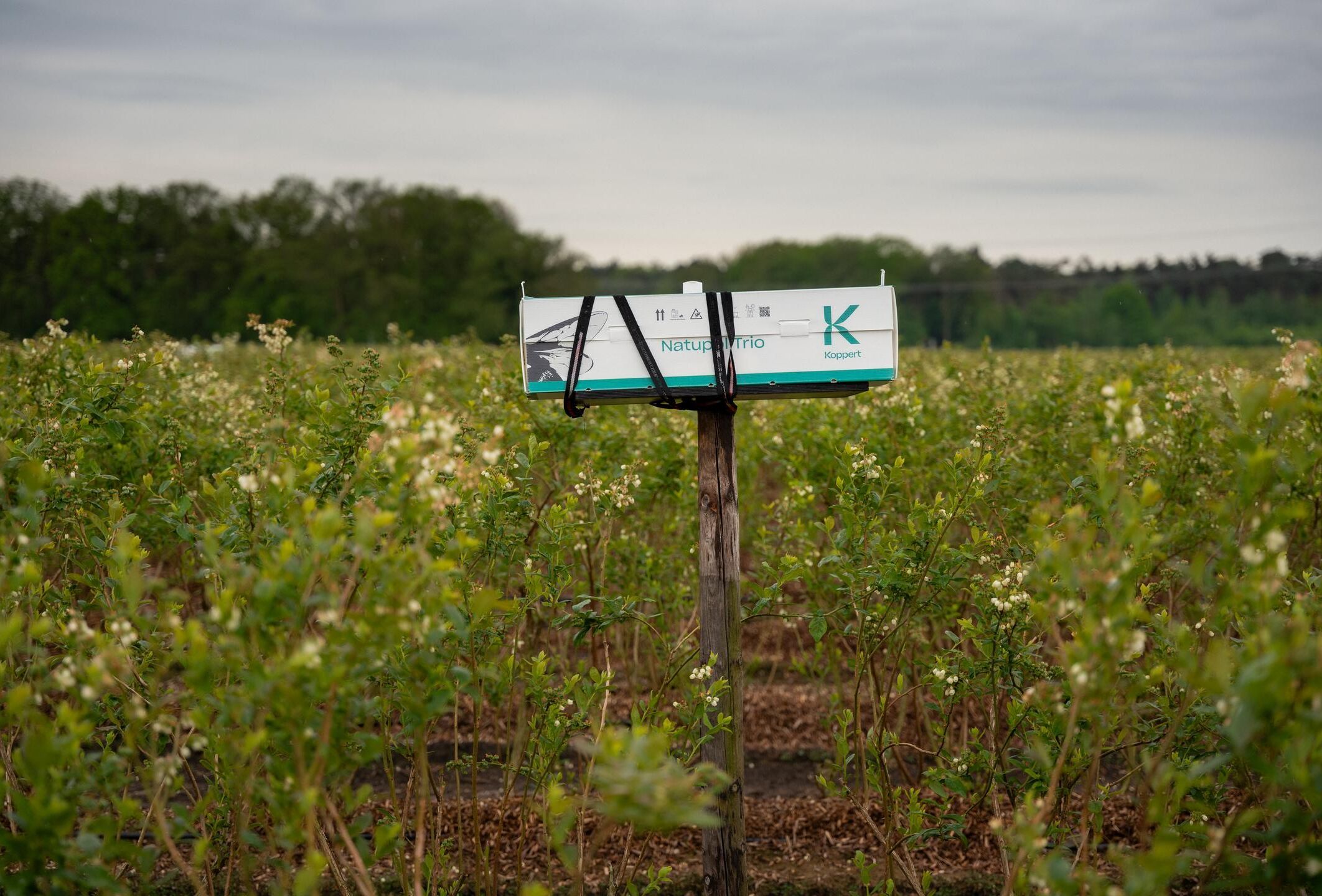Intensified blueberry production requires more pollination