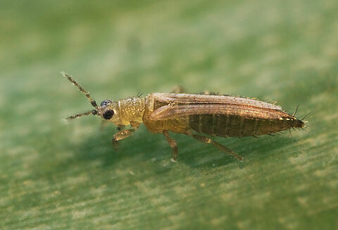 Thrips Management with biocontrol solutions