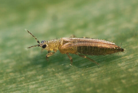 Thrips Management with biocontrol solutions