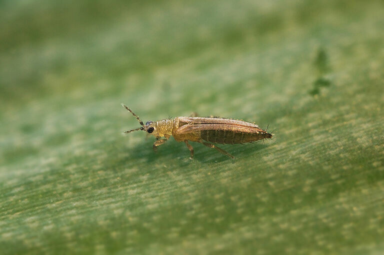Female Onion thrips Thrips tabaci