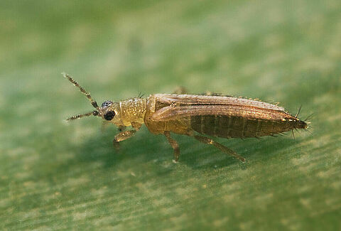 Female Onion thrips Thrips tabaci
