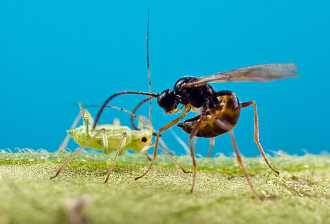 Enhancing Integrated Pest Management with parasitic wasps