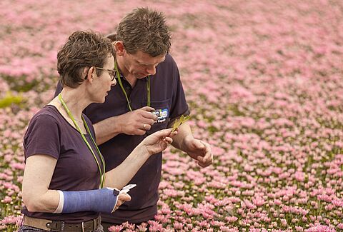 Linflowers wants to eliminate the need for chemicals all year round