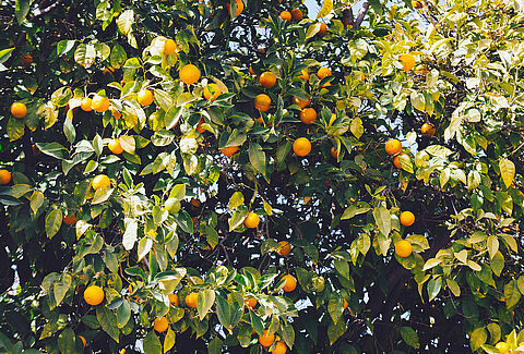 Citrus