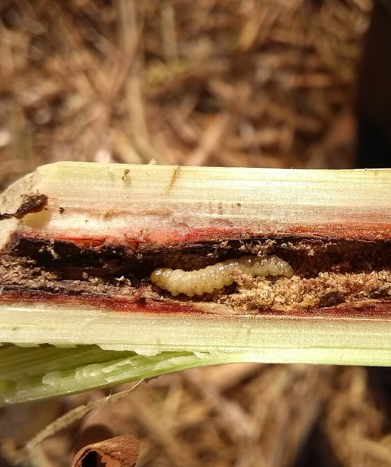 Damage caused by Sugarcane stalk borer Diatraea saccharalis