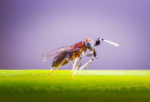 Choosing parasitic wasps for different pests