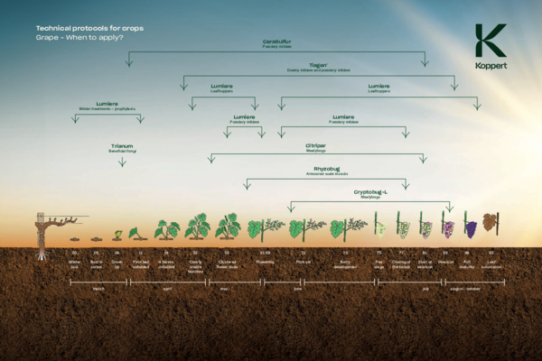 Grape Solutions per Growth Stage