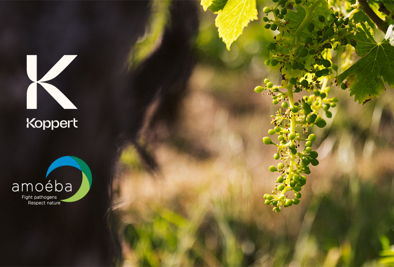 Koppert invests in Amoéba to strengthen strategic collaboration