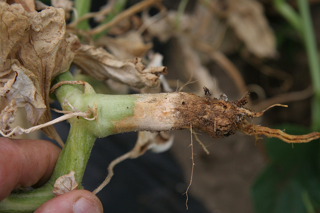 Black root rot of cucurbits - Prevention, Control and Damage