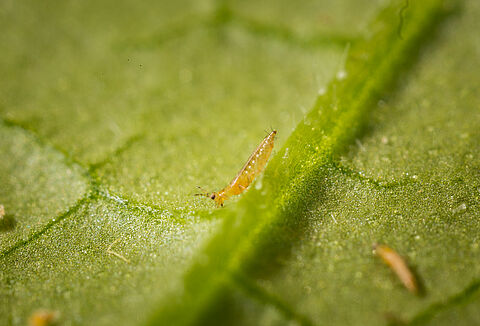 Keeping thrips under control: plenty of options!
