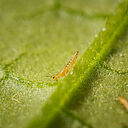 Western Flower Thrips Frankliniella occidentalis on a leaf