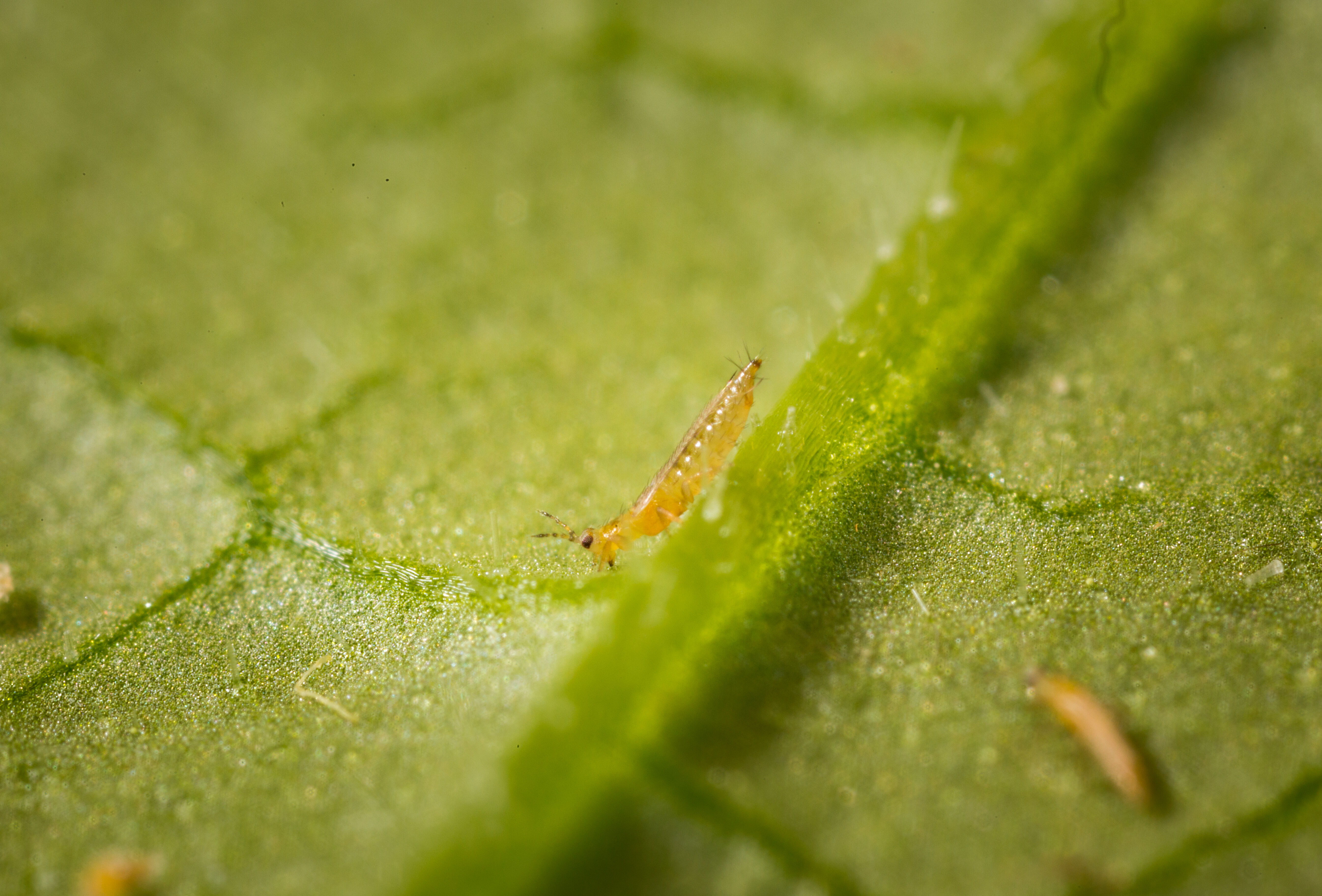 Keeping thrips under control: plenty of options!