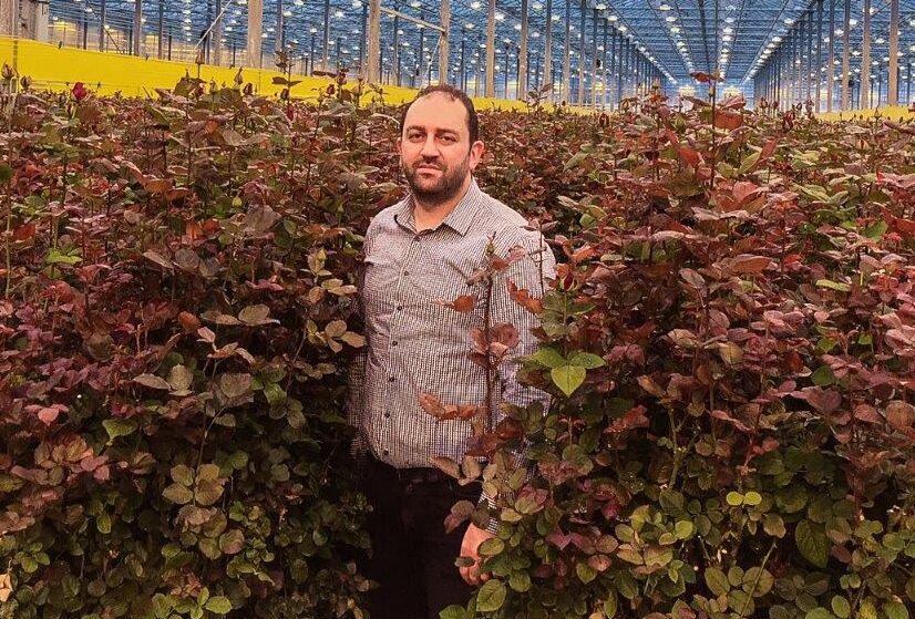 Koppert beneficials help Rosehill improve the quantity and quality of its roses