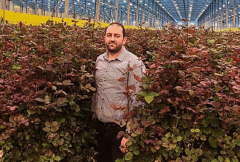 Koppert beneficials help Rosehill improve the quantity and quality of its roses