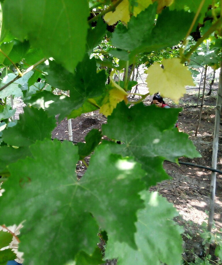 Grapevine powdery mildew Uncinula necator