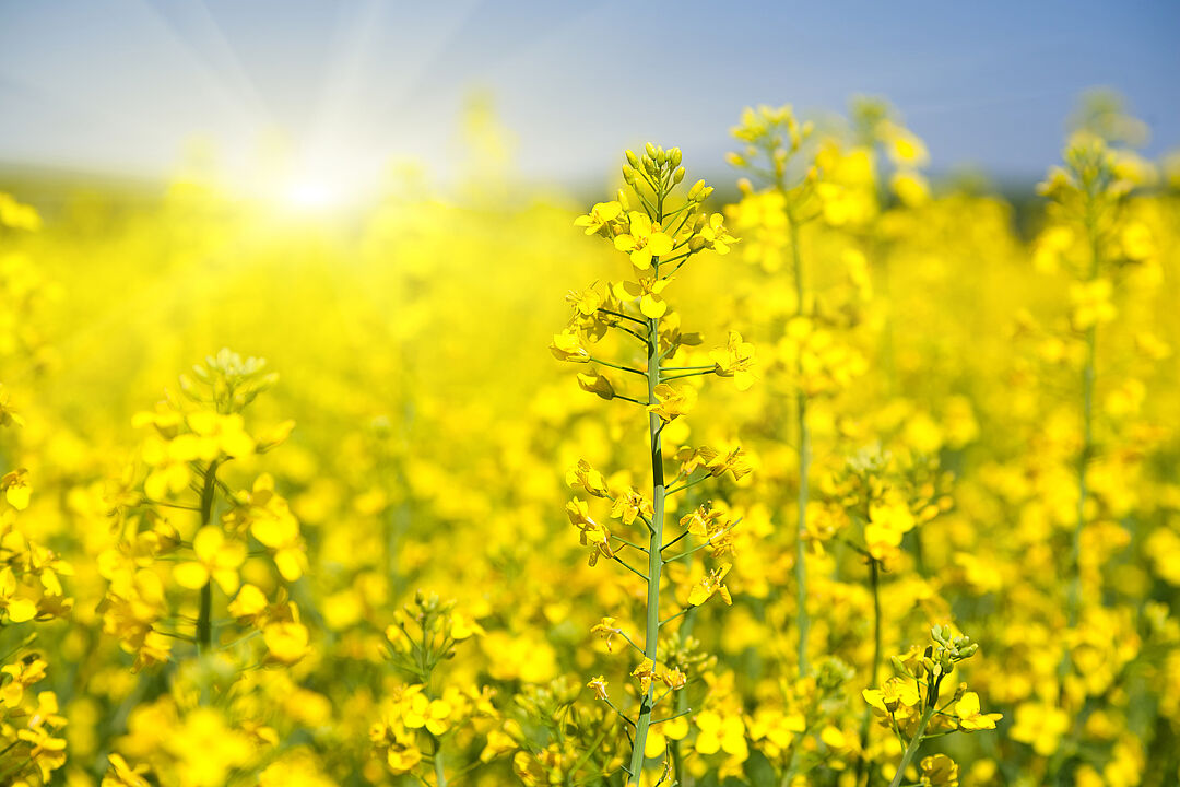 Rapeseed | Koppert Global
