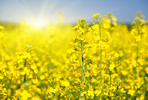 Rapeseed