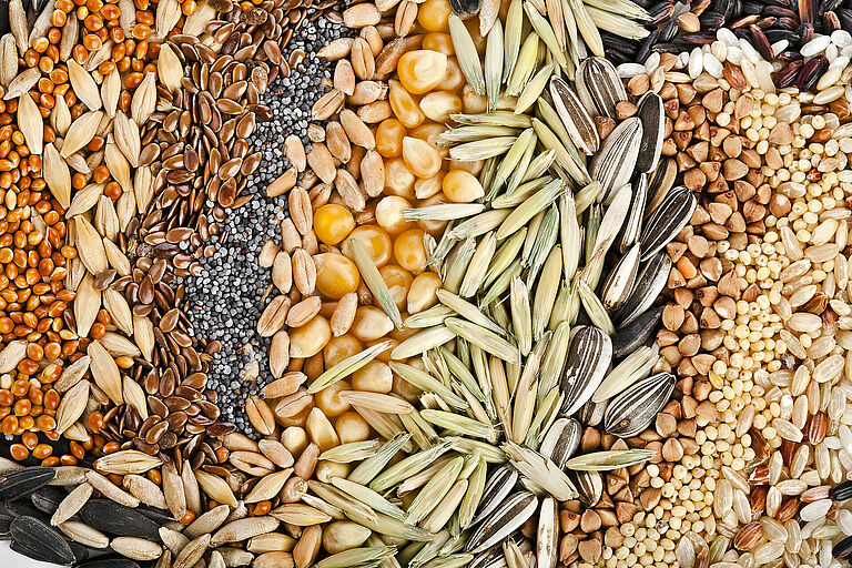 what is seed treatment