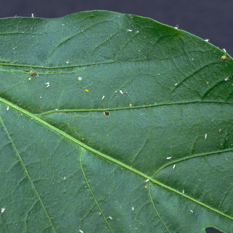 tobacco aphids Tobacco aphid