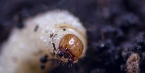 Correct application crucial for effective vine weevil control