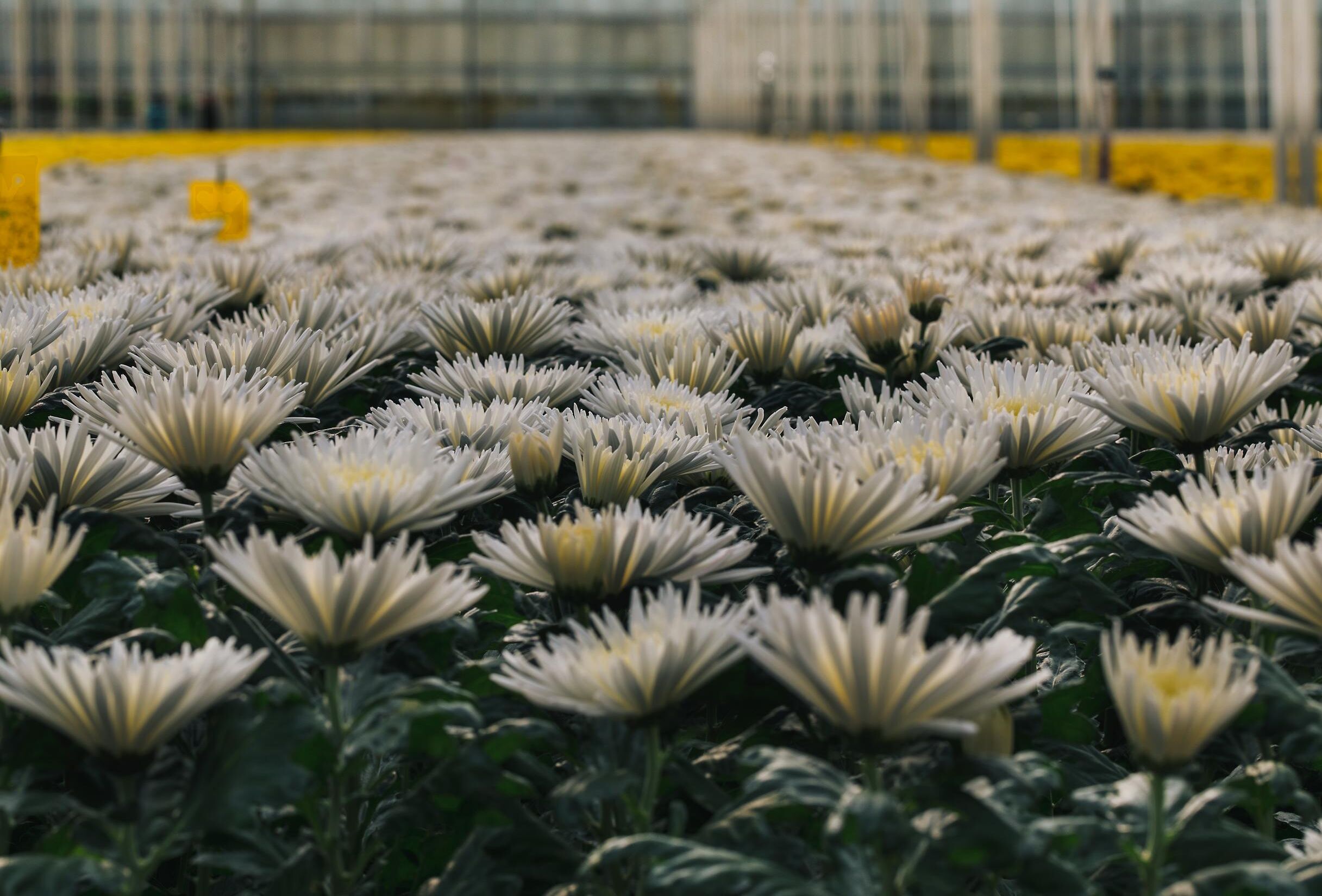Crops thrive on soil biodiversity