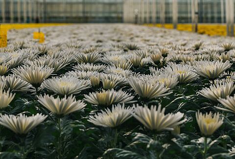 Crops thrive on soil biodiversity