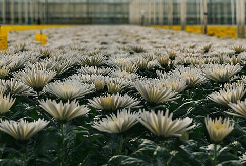 Crops thrive on soil biodiversity