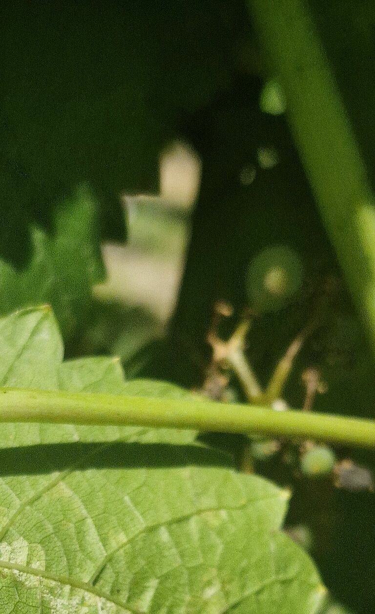 Underside of a grapevine leaf infected with downy mildew (Plasmopara viticola), showing characteristic white sporulation along the leaf veins.